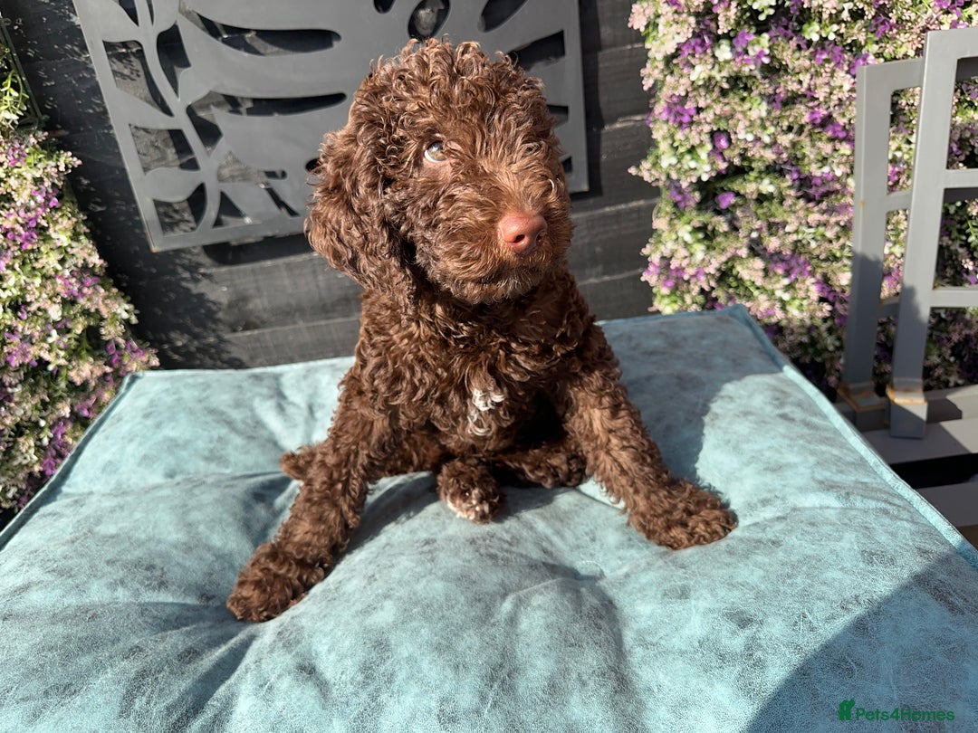 Mixed Breed dogs for sale: Goldendoodle/Australian double doodles  - Image 27