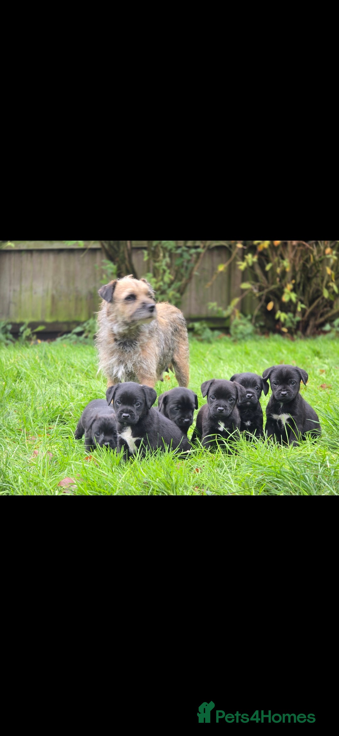 Mixed Breed dogs for sale: Border terrier cross patterdale terrier - Advert 1