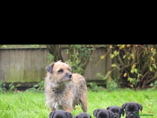 Mixed Breed dogs Border terrier cross patterdale terrier - Advert 9