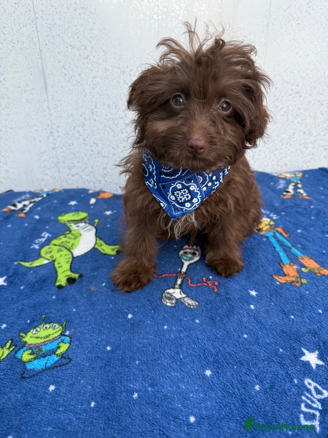 Pomapoo dogs for sale: Two gorgeous Pomapoo puppies available  - Image 7