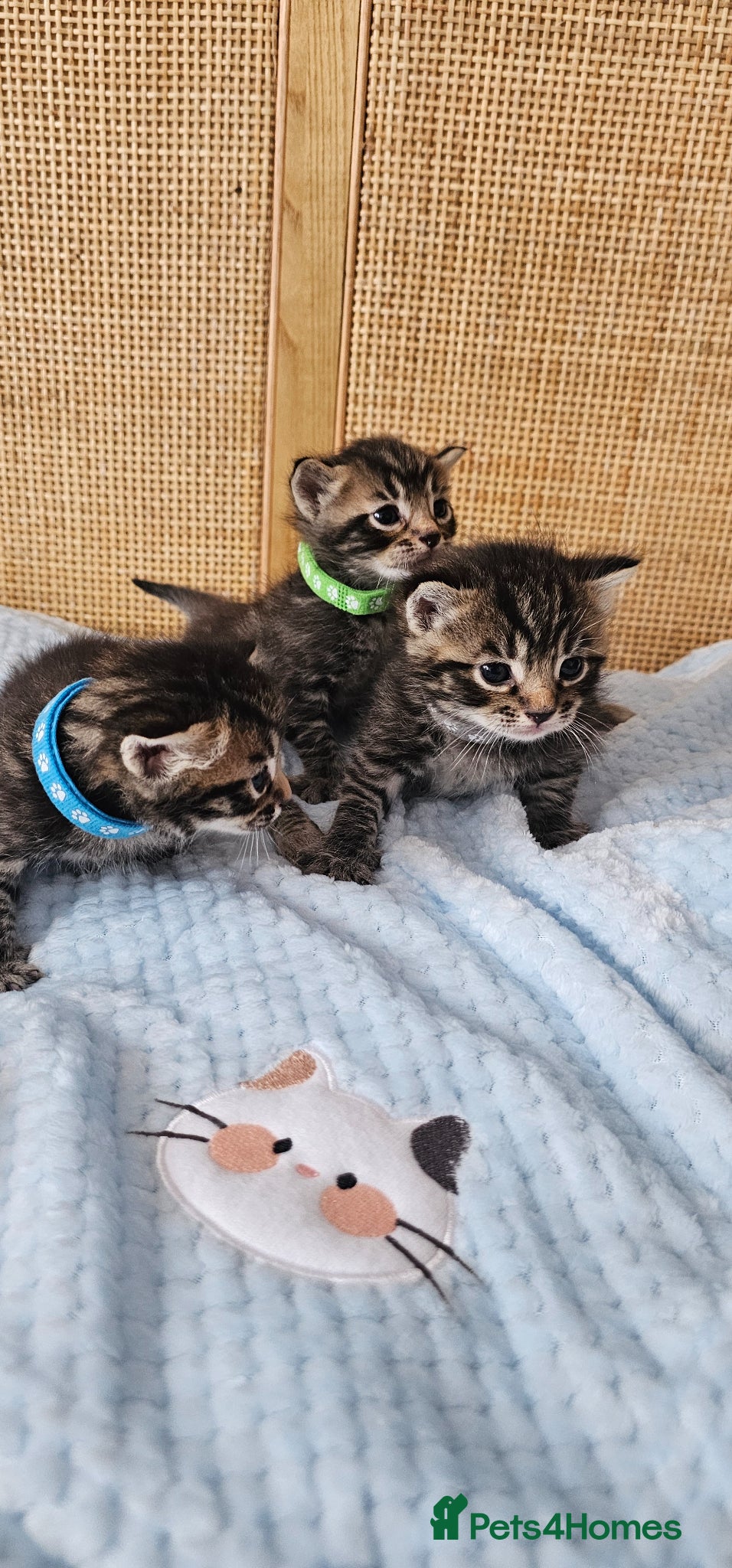 Mixed Breed cats for sale: Beautiful Bengal Mix Kittens - Advert 2