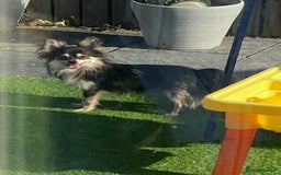 Chihuahua dogs for sale: Micro chihuahua puppies  - Image 7
