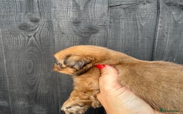Shih Tzu dogs for sale: Standard size shihtzu pups  - Image 3