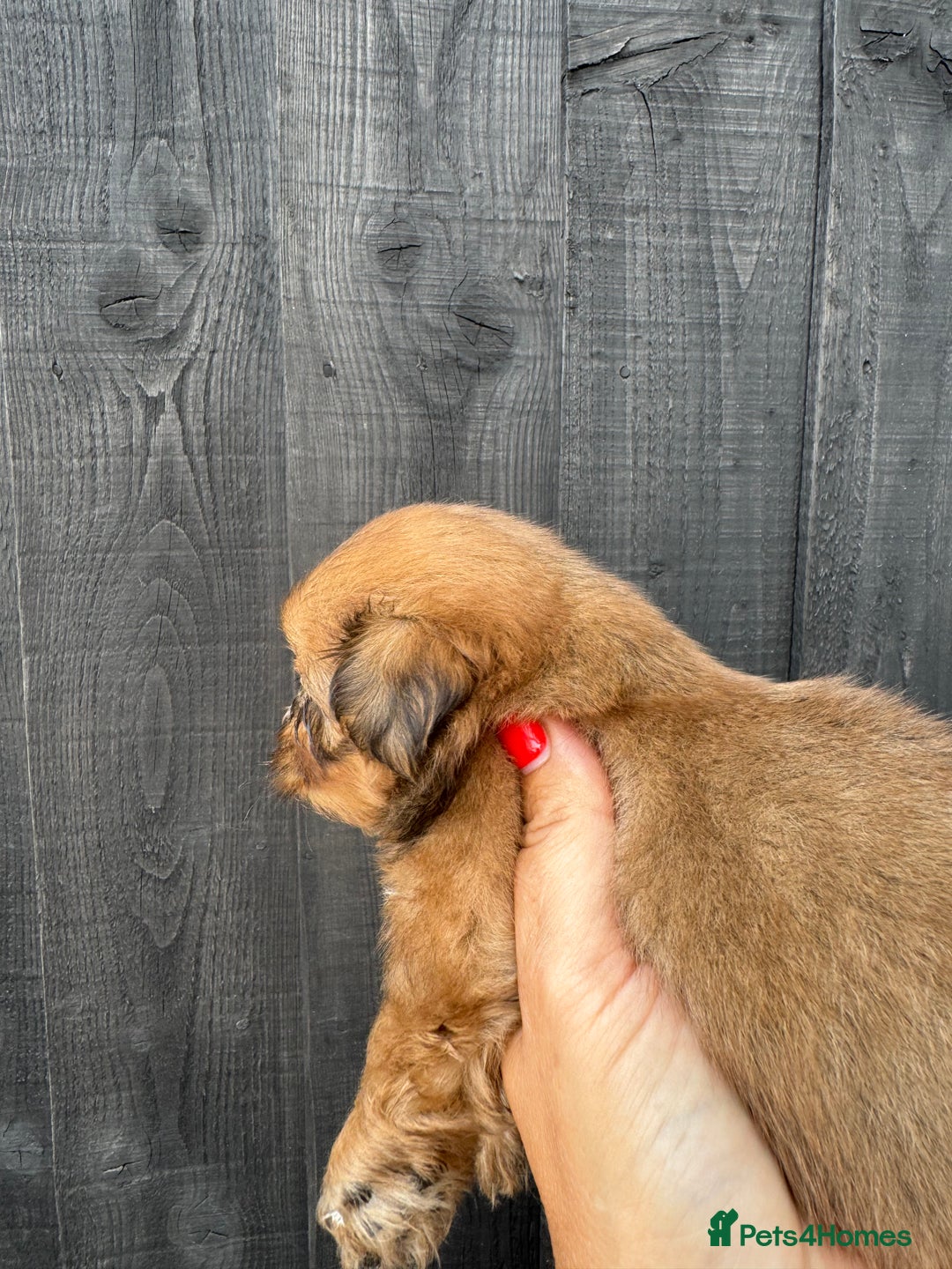 Shih Tzu dogs for sale: Standard size shihtzu pups  - Image 3