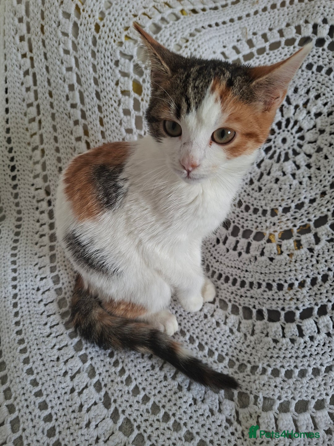 Domestic Shorthair cats for sale: Miss alice s - Advert 8