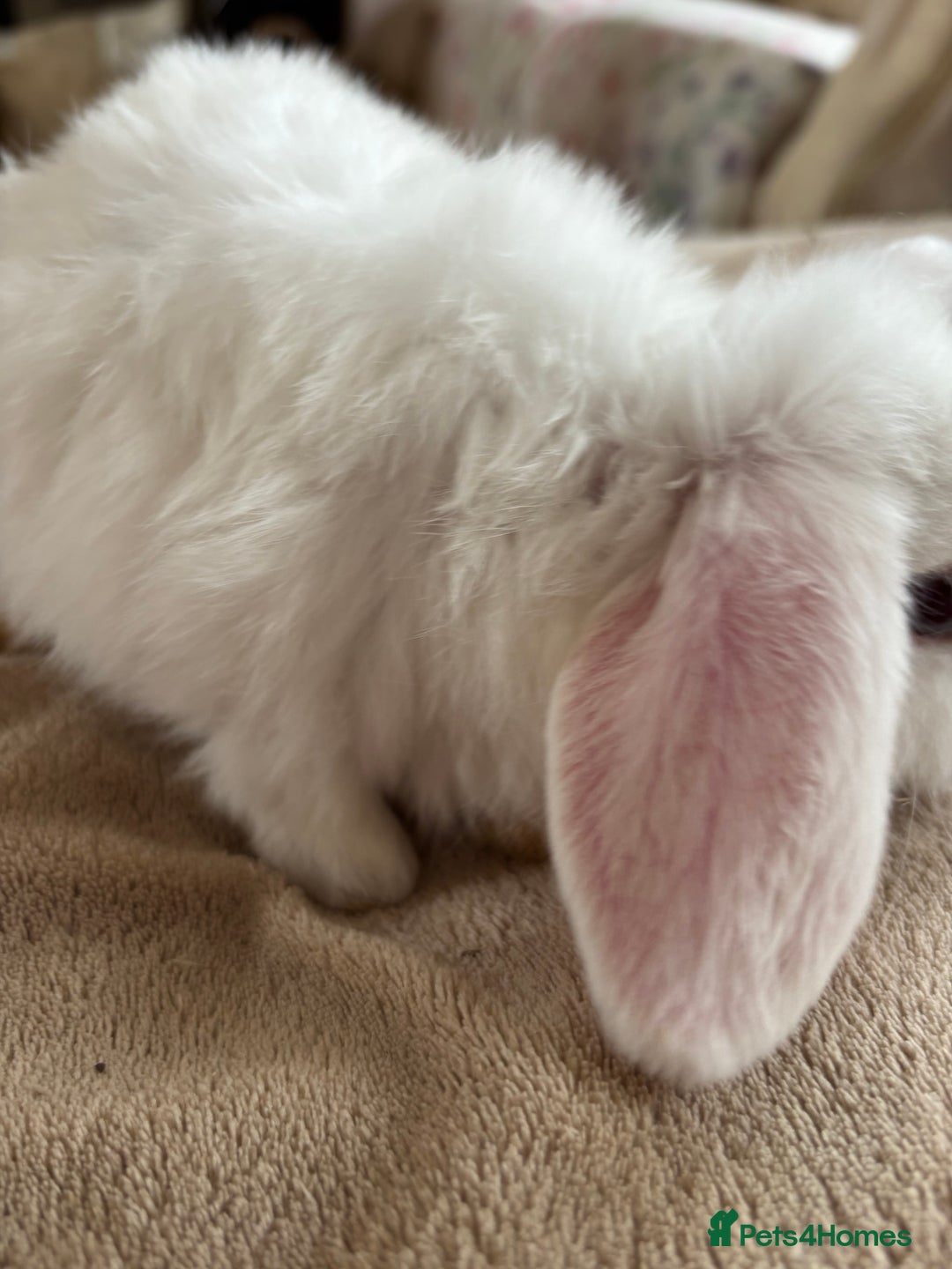 Mini Lop rabbits for sale: Beautiful mini lop rabbits - Image 8