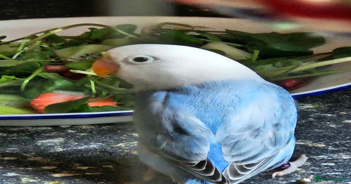 Birds for sale in Blackpool, Blackpool | Pets4Homes
