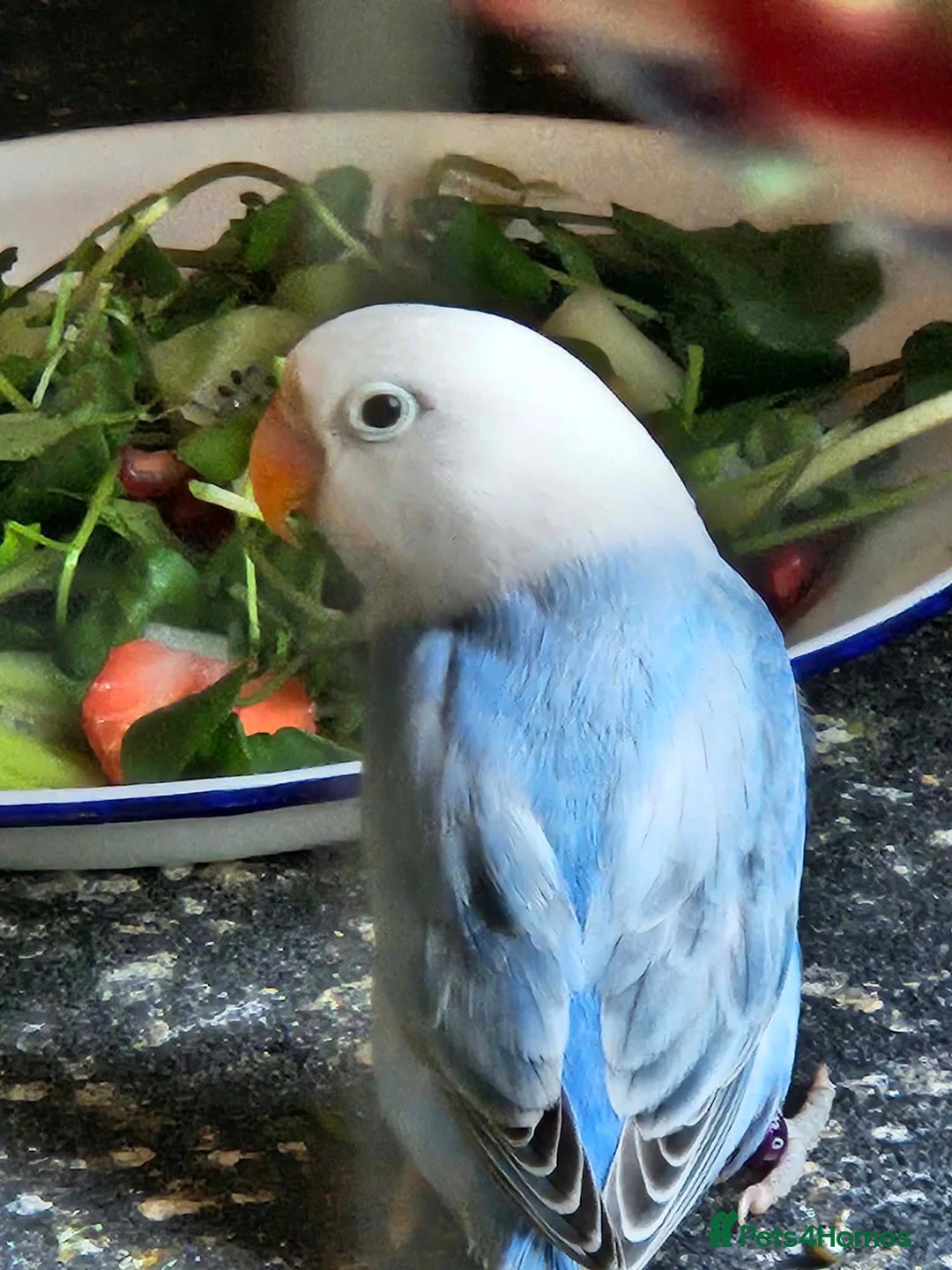 Lovebirds birds for sale: Female lovebird - Advert 1