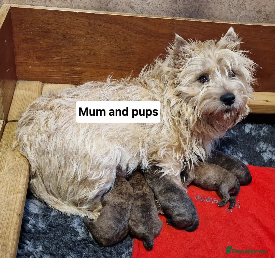 Cairn Terrier dogs for sale: KC Cairn Terrier Pups - boys only - Advert 1