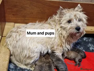 Cairn Terrier dogs KC Cairn Terrier Pups - boys only - Advert 4
