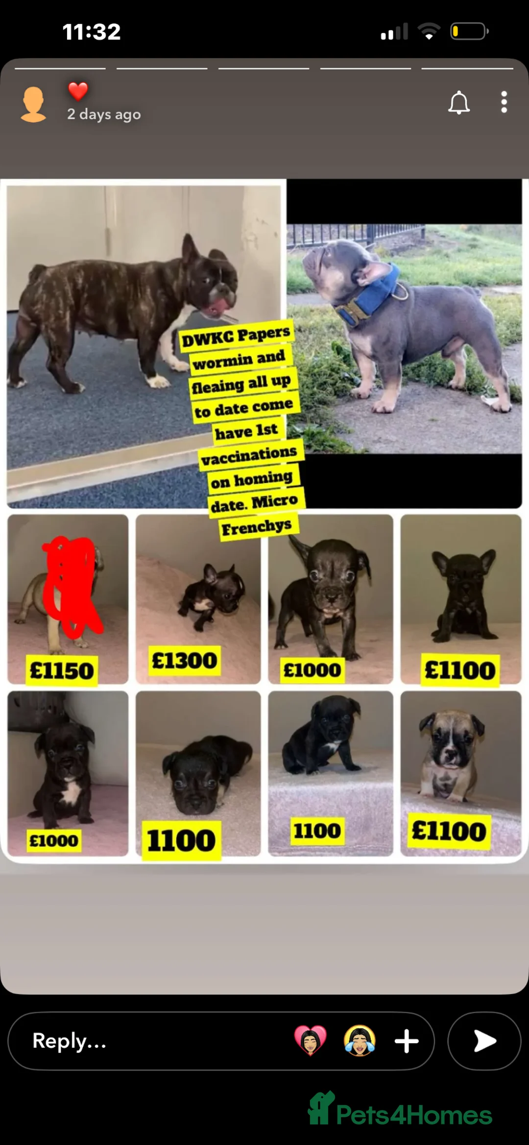 French Bulldog dogs for sale: DWKC French Bulldogs - Advert 2