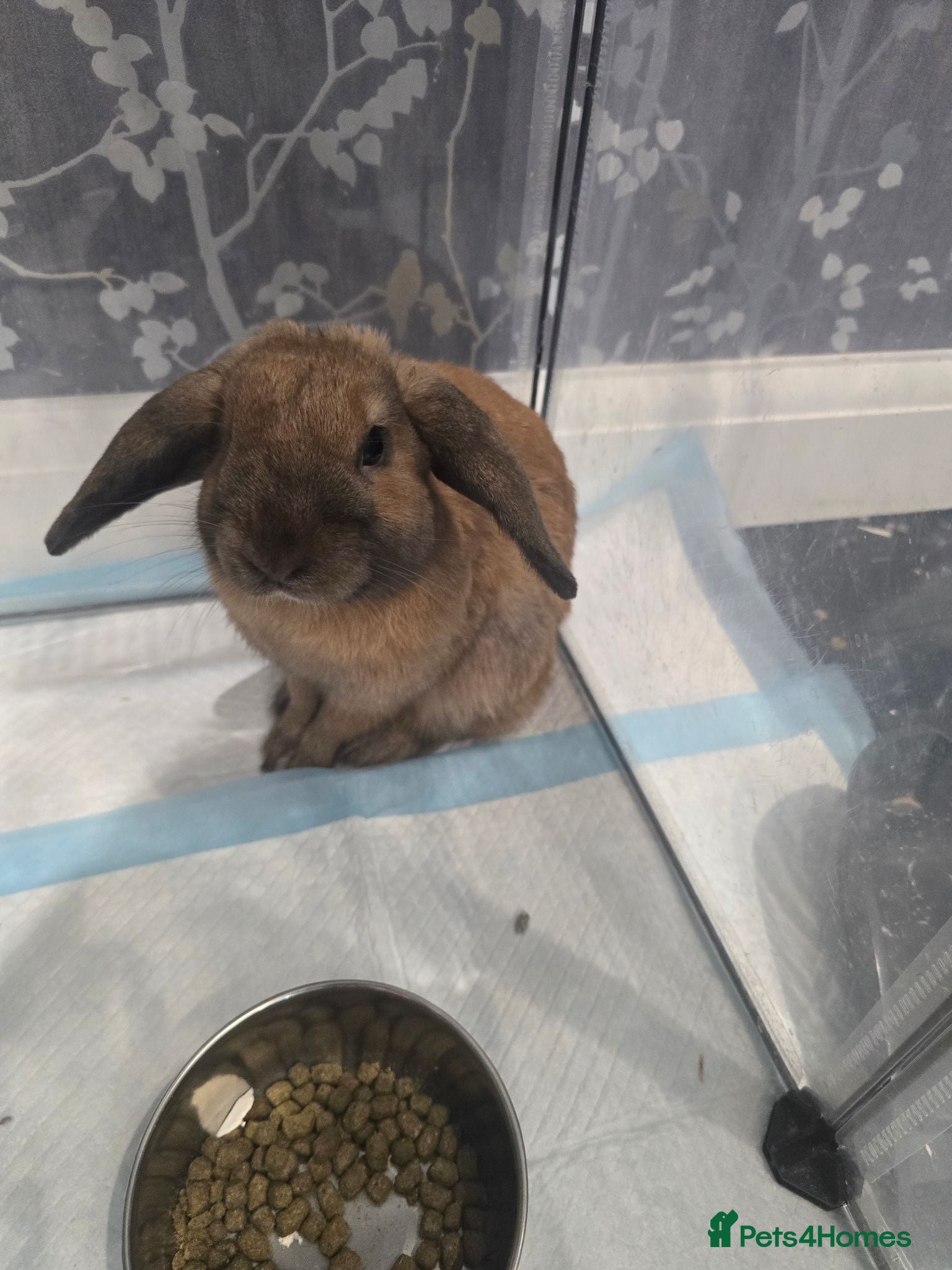 Mini Lop rabbits Mini lop - Advert 8