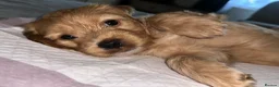 Mixed Breed dogs for sale: 6 adorable puppies  - Advert 26