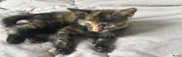 British Shorthair cats for sale: 3 gorgeous kittens  - Advert 2