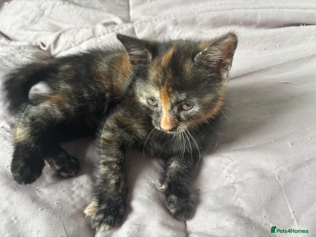 British Shorthair cats for sale: 3 gorgeous kittens  - Advert 2