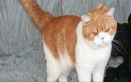 British Shorthair cats for sale: Beautiful gccf British short hair kittens  - Image 21
