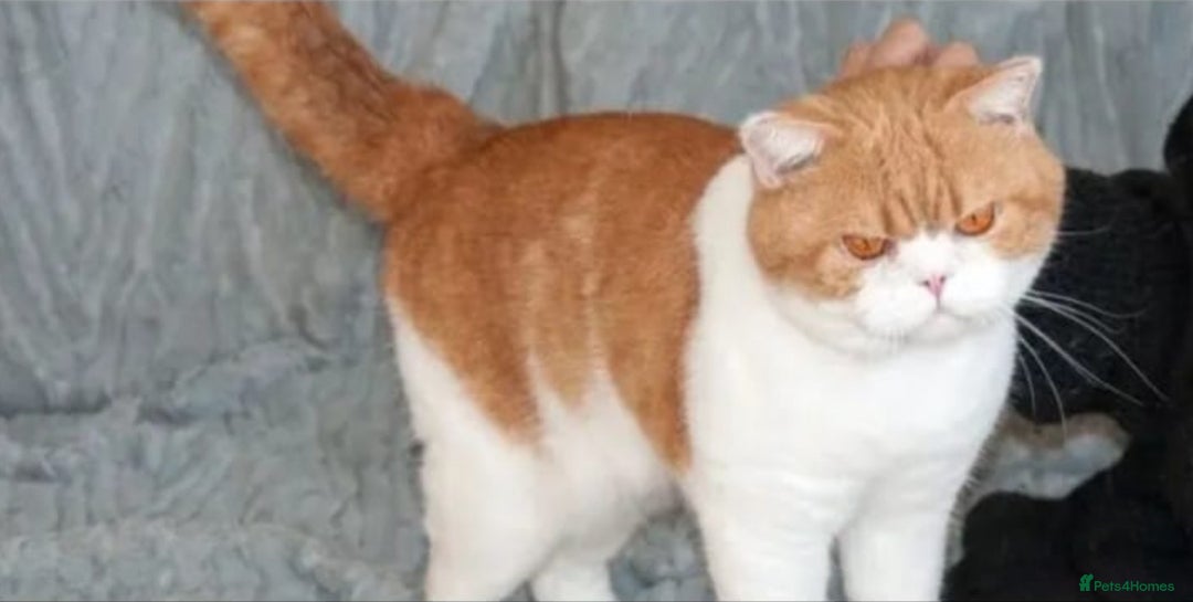 British Shorthair cats for sale: Beautiful gccf British short hair kittens  - Image 21