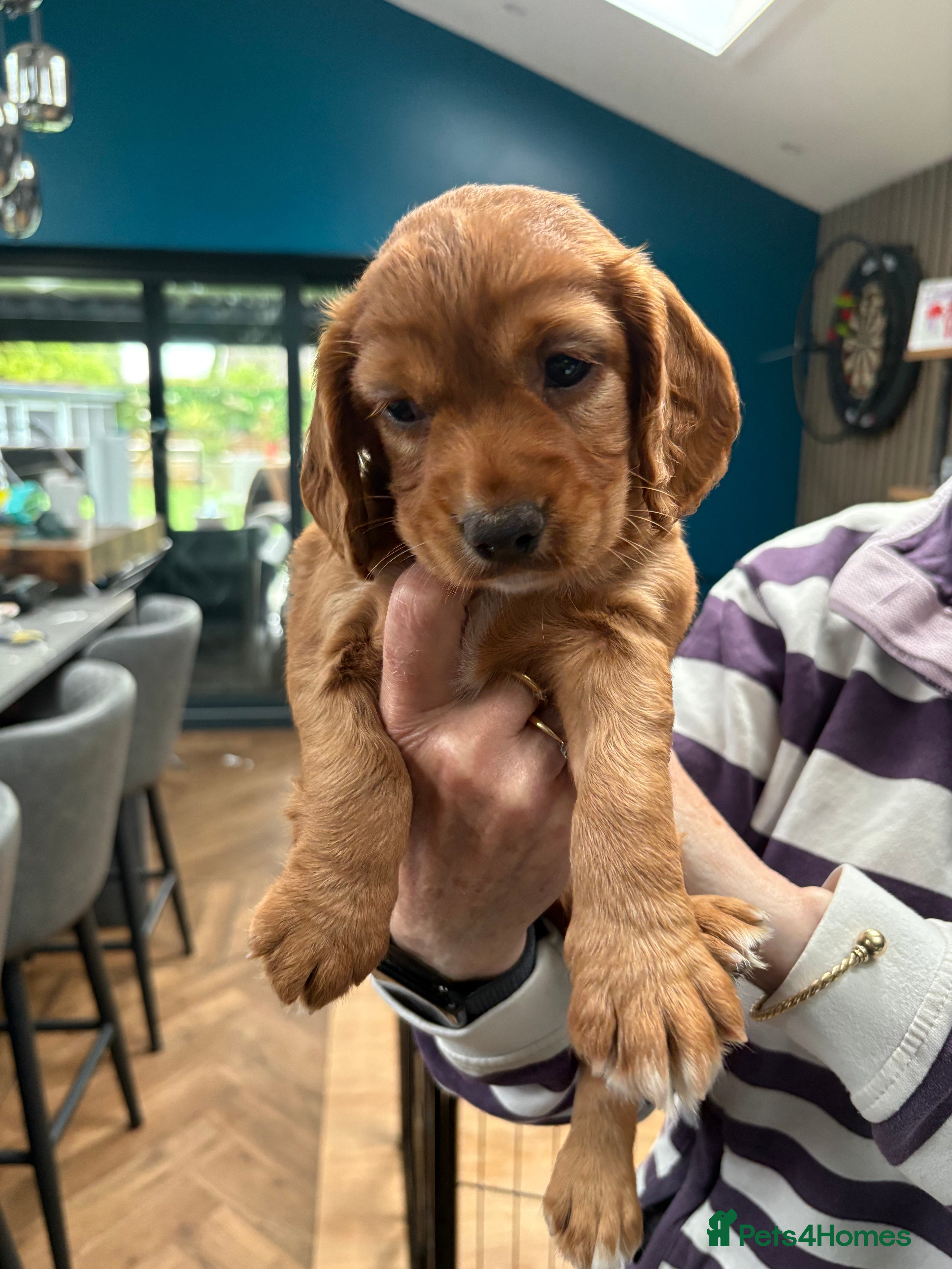 Cocker Spaniel dogs Working cocker spaniels  - Advert 2