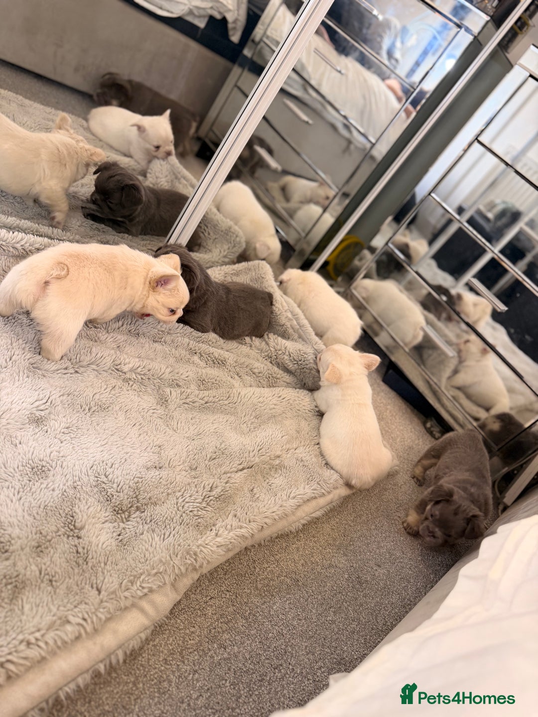 French Bulldog dogs for sale: Full visual outstanding fluffy frenchies - Advert 24