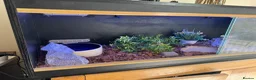 Corn Snake reptiles for sale: Beautiful corn snake looking for new home  in Edenbridge - Advert 3
