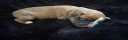 Boxer dogs for sale: Boxer - Advert 18