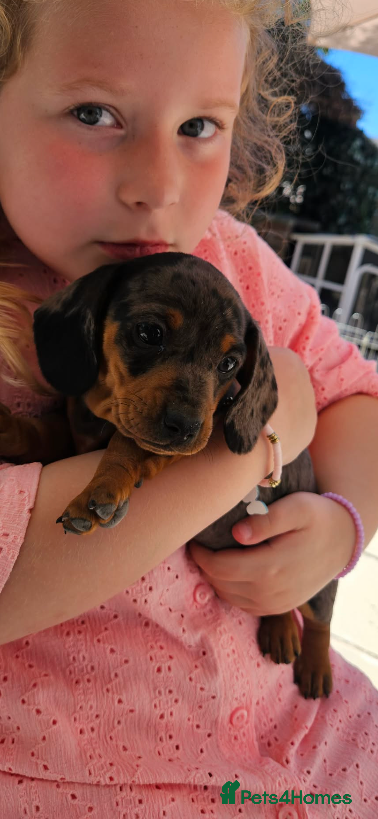 Miniature Dachshund dogs 2 K/C reg Mini Dachshund Boys For Sale - Advert 1