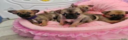 Chihuahua dogs for stud: Chico Chihuahua Russian Lines Champion Pedigree in Chester - Advert 13