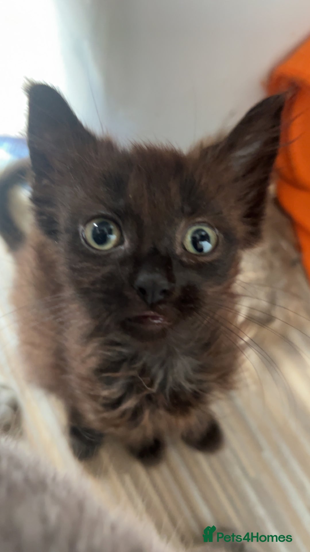 Russian Blue cats for sale: 1 kitten available  in Leicester - Image 1