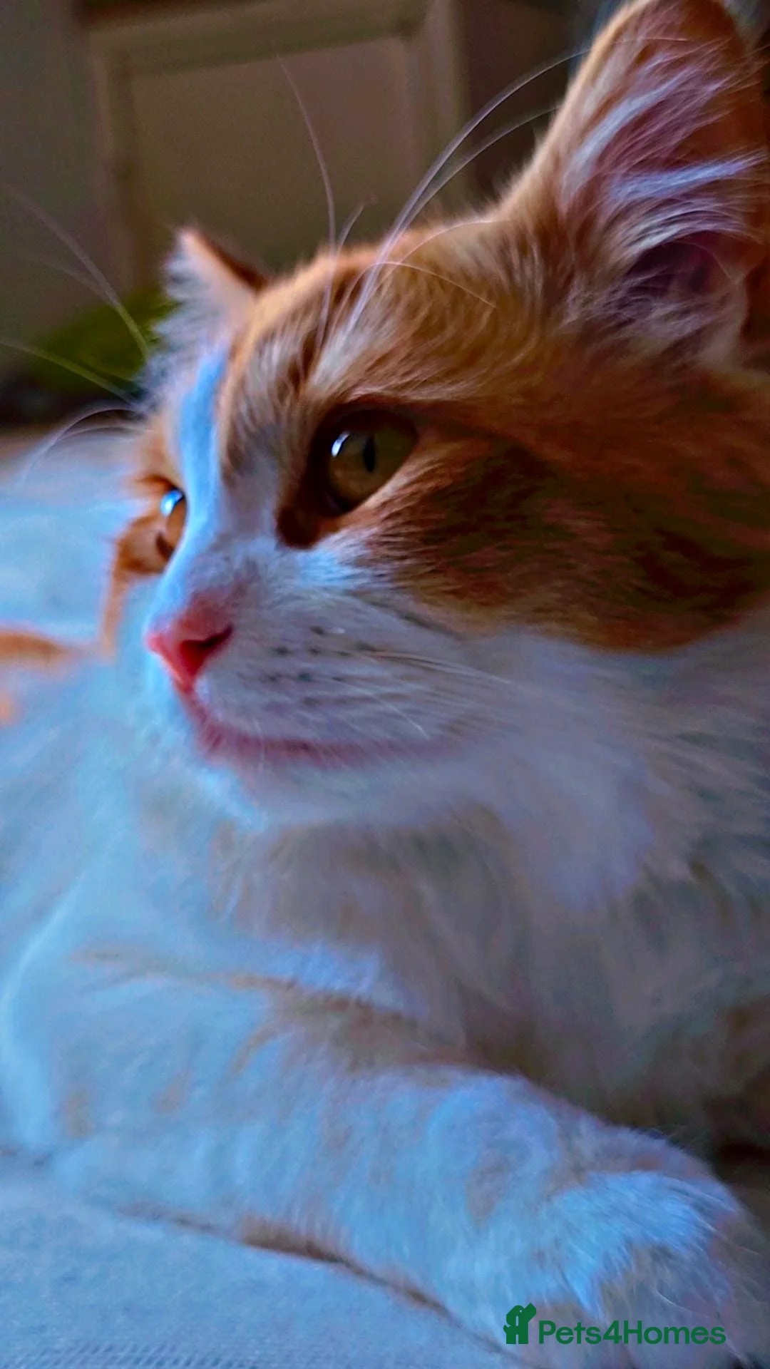 Persian cats for sale: Persian cats Male and Female - Advert 2