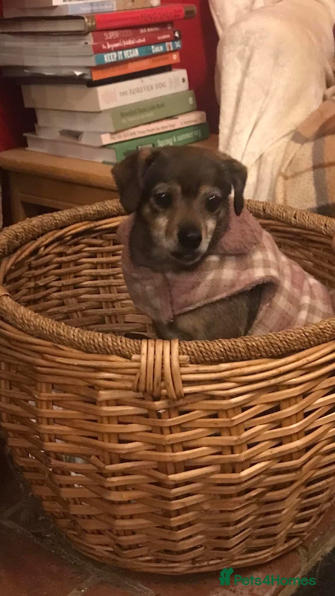 Mixed Breed dogs for adoption: Quiet little lady - Advert 1