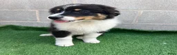 Australian Shepherd dogs for sale: Kc registered male Australian Shepherd Puppy - Advert 3
