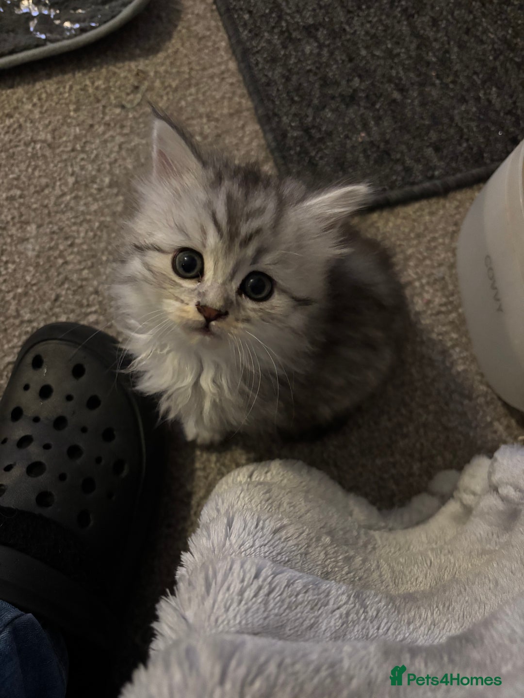 Maine Coon cats for sale: Persian X Maine coon 1 GIRL AVAILABLE  - Advert 4