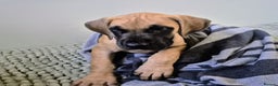 Great Dane dogs for sale: Sarhara & Atlanta are show quality Great Danes - Advert 13