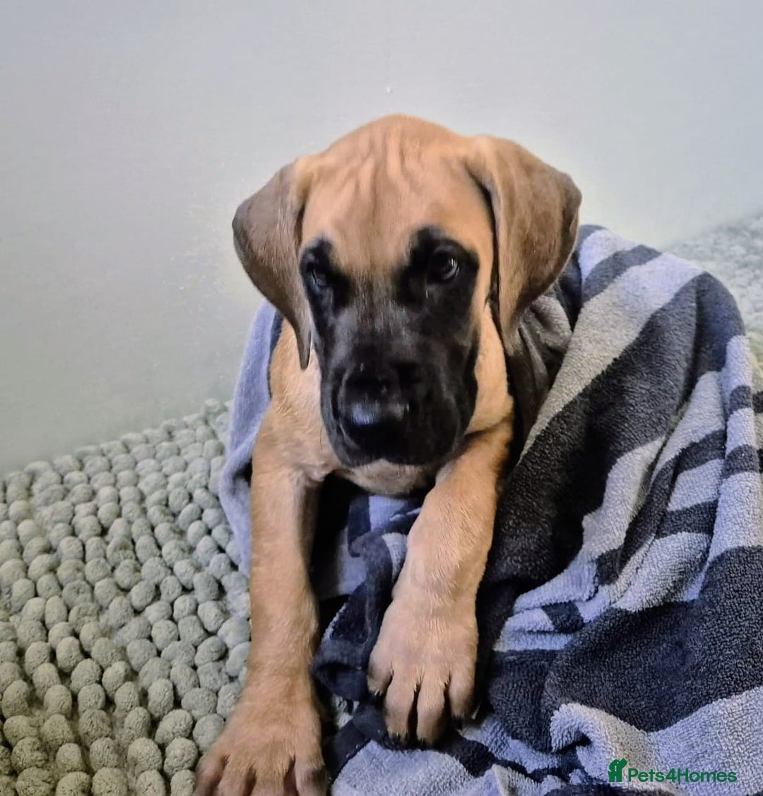 Great Dane dogs for sale: Sarhara & Atlanta are show quality Great Danes - Advert 13