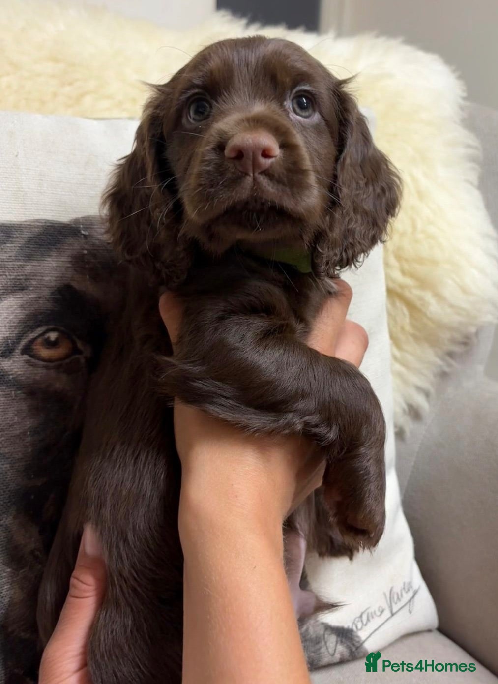 Cocker Spaniel dogs Gorgeous chocolate working cocker dog pup - Advert 1