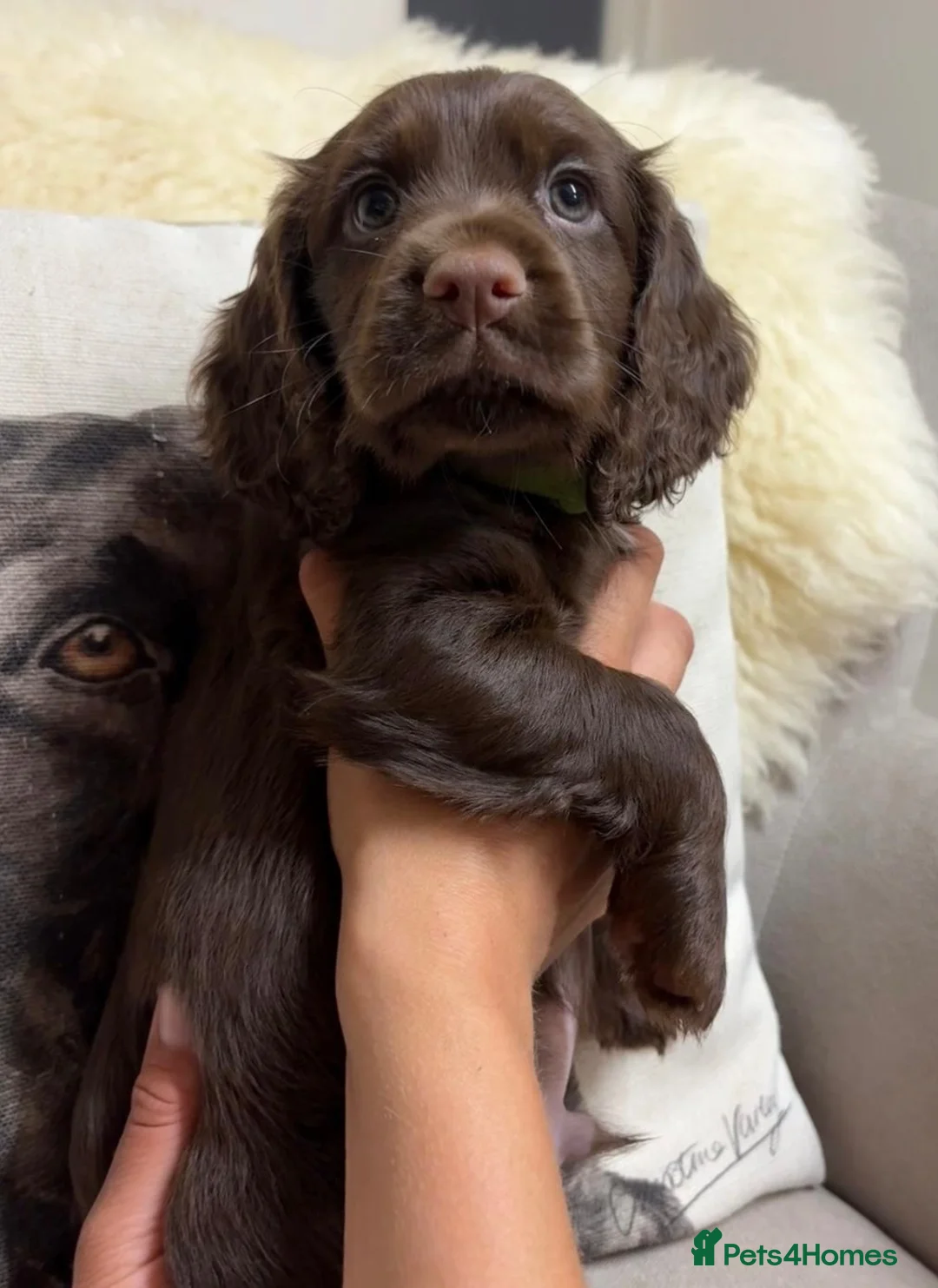 Cocker Spaniel dogs for sale: Gorgeous chocolate working cocker dog pup - Advert 1
