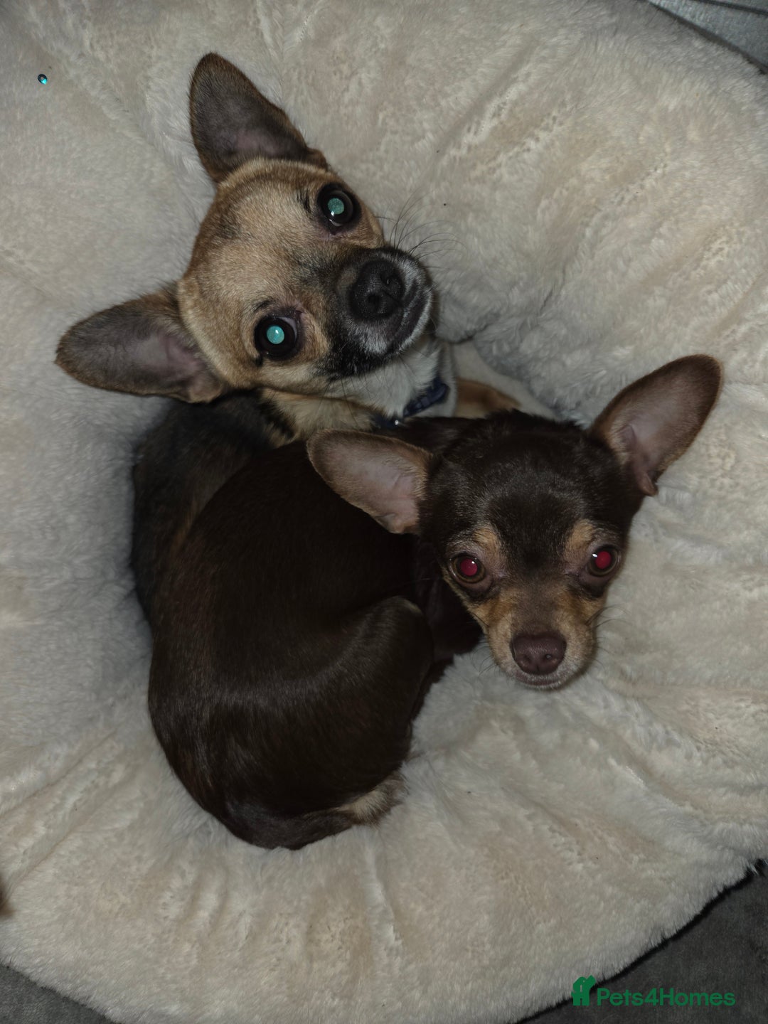 Chihuahua dogs for sale: 2 beautiful chihuahuas - Advert 1