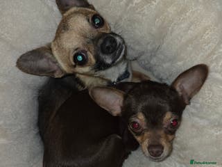 Chihuahua dogs 2 beautiful chihuahuas - Advert 4