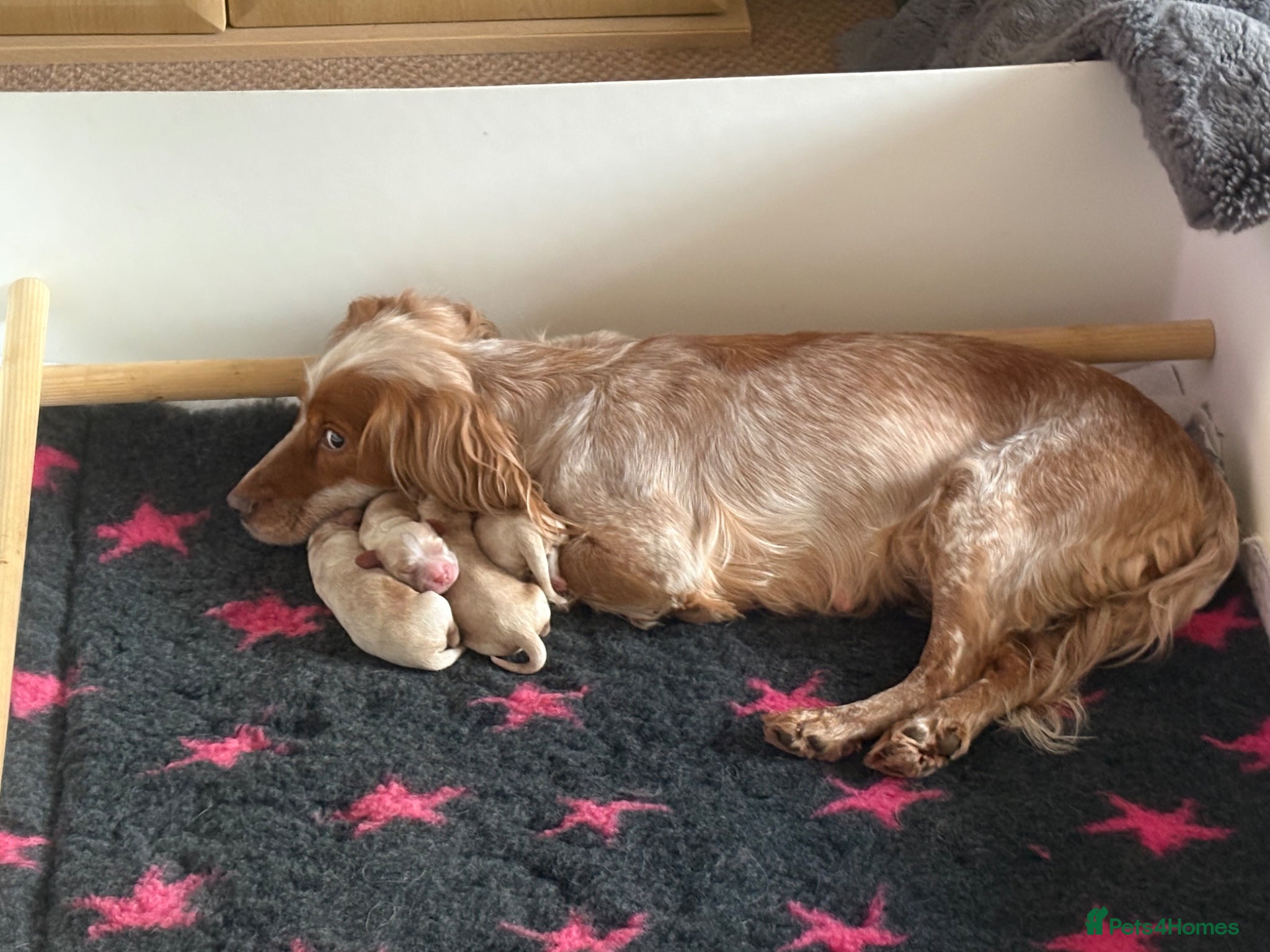 Cockapoo dogs 4 gorgeous cockapoo F1 Puppies - Advert 13