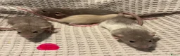 Rat rodents for sale: Baby dumbo rats for sale  - Advert 6