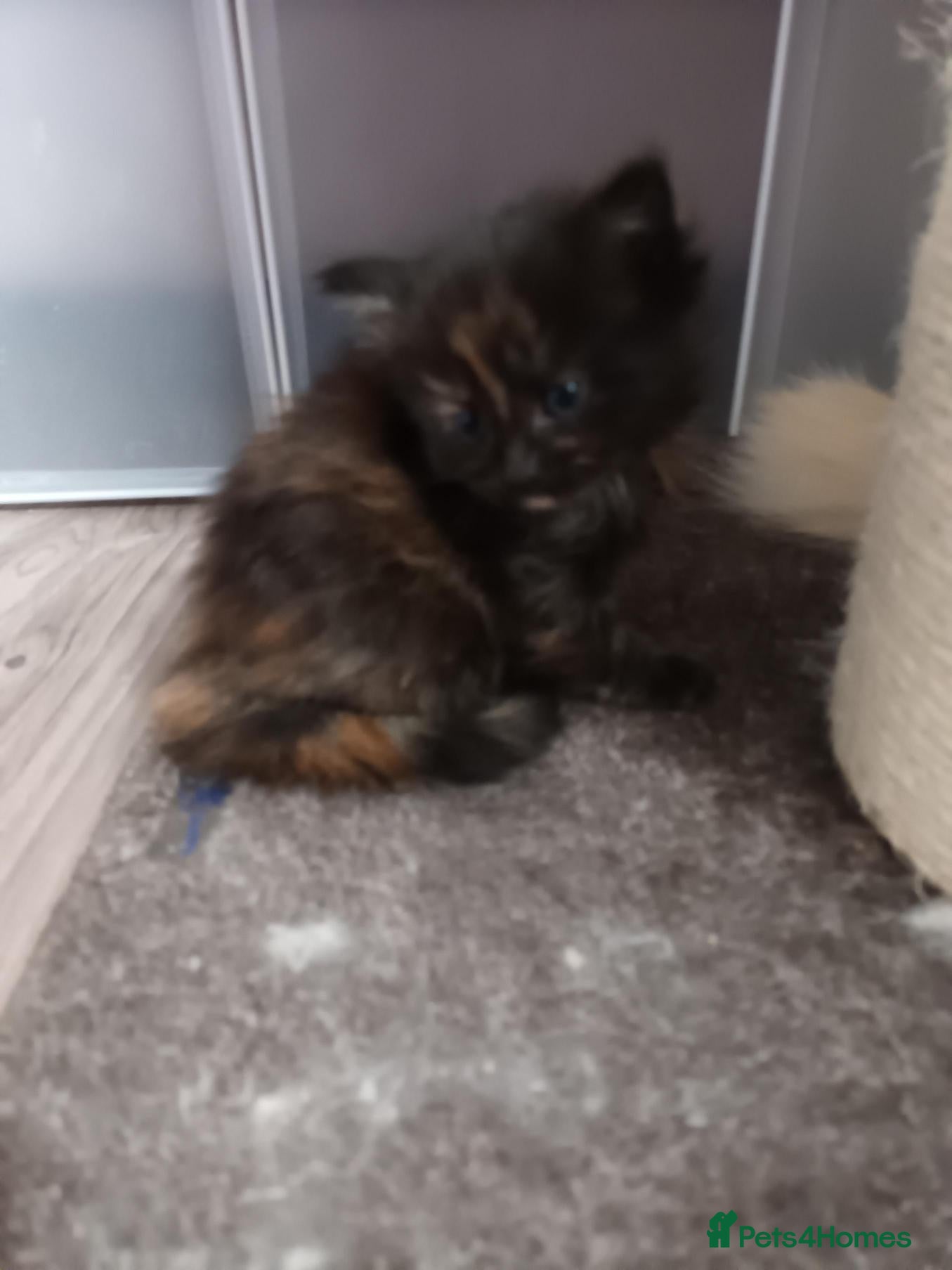Ragdoll cats for sale: Stunning litter of Ragdoll cross kittens - Advert 6