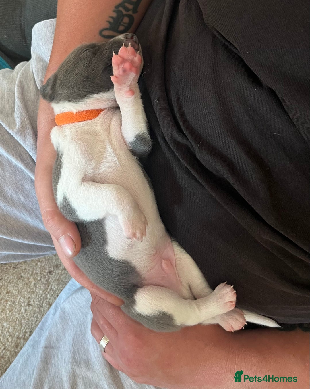 Whippet dogs for sale: Whippet puppies  - Image 18