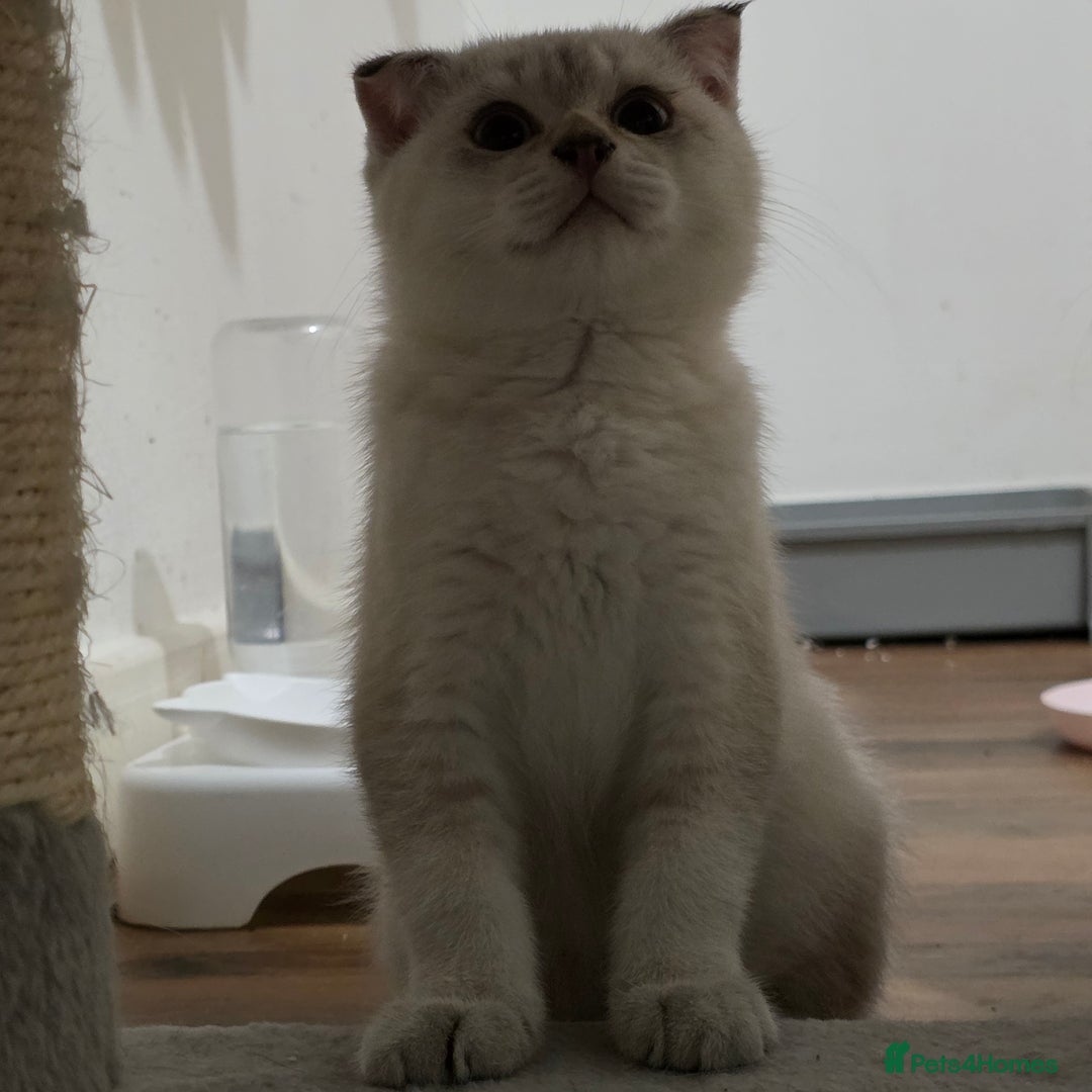 Scottish Fold cats for sale: British short hair x Scottish fold kittens in Romford - Image 8