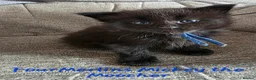 Maine Coon cats for sale: Gorgeous TICA registered Maine Coon Kittens - Advert 2