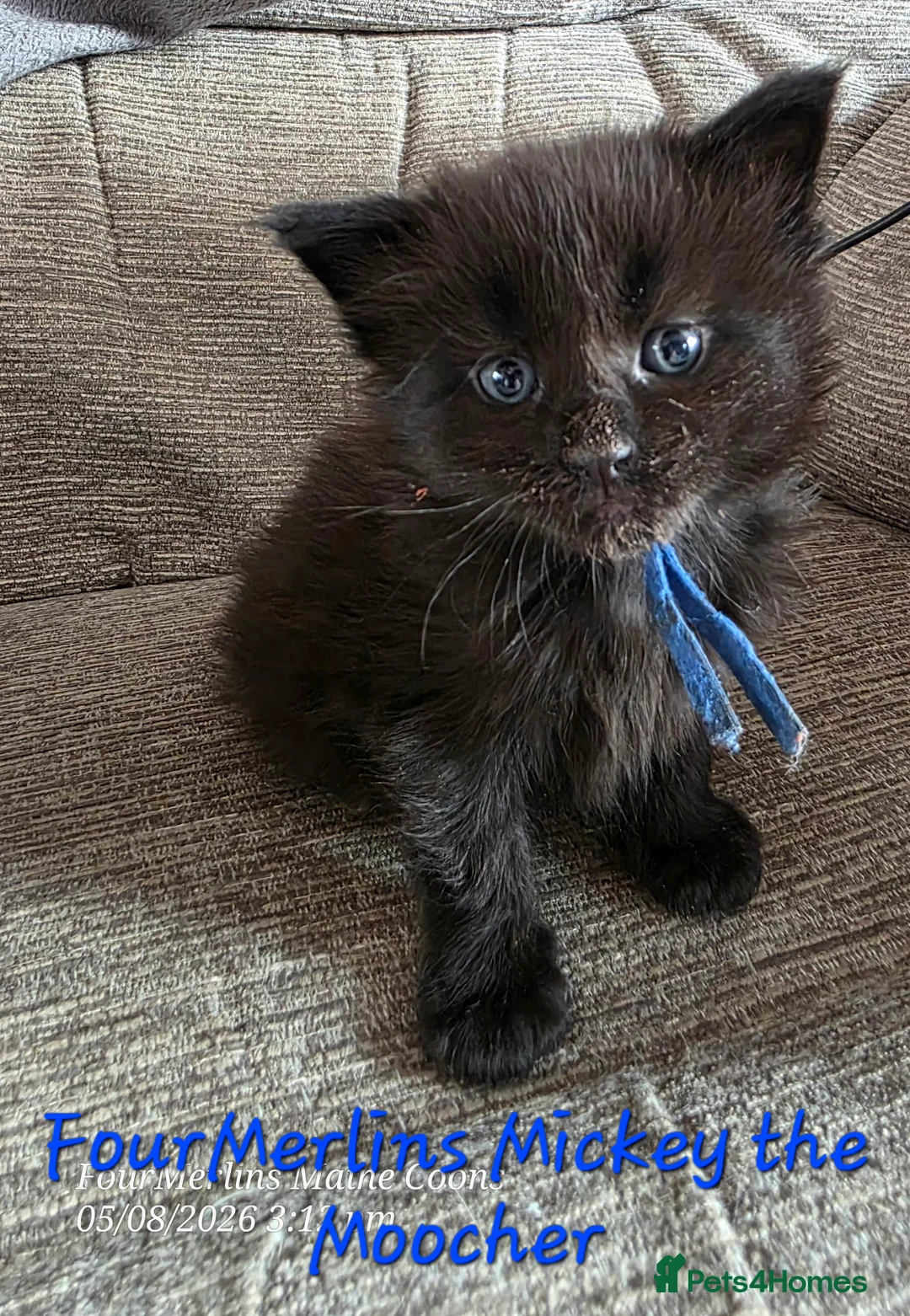 Maine Coon cats for sale: Gorgeous TICA registered Maine Coon Kittens - Advert 2