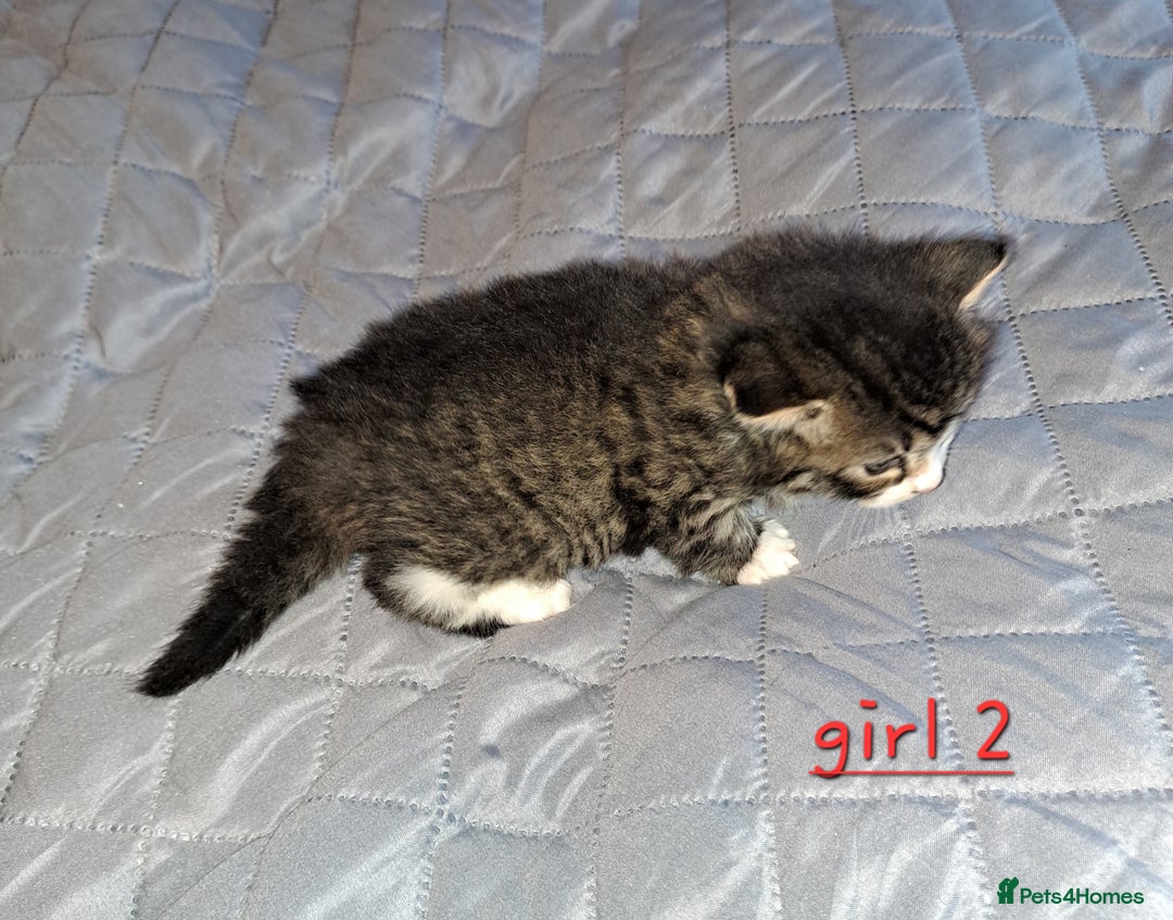 Domestic Shorthair cats for sale: 5 gorgeous kittens for sale  - Advert 15