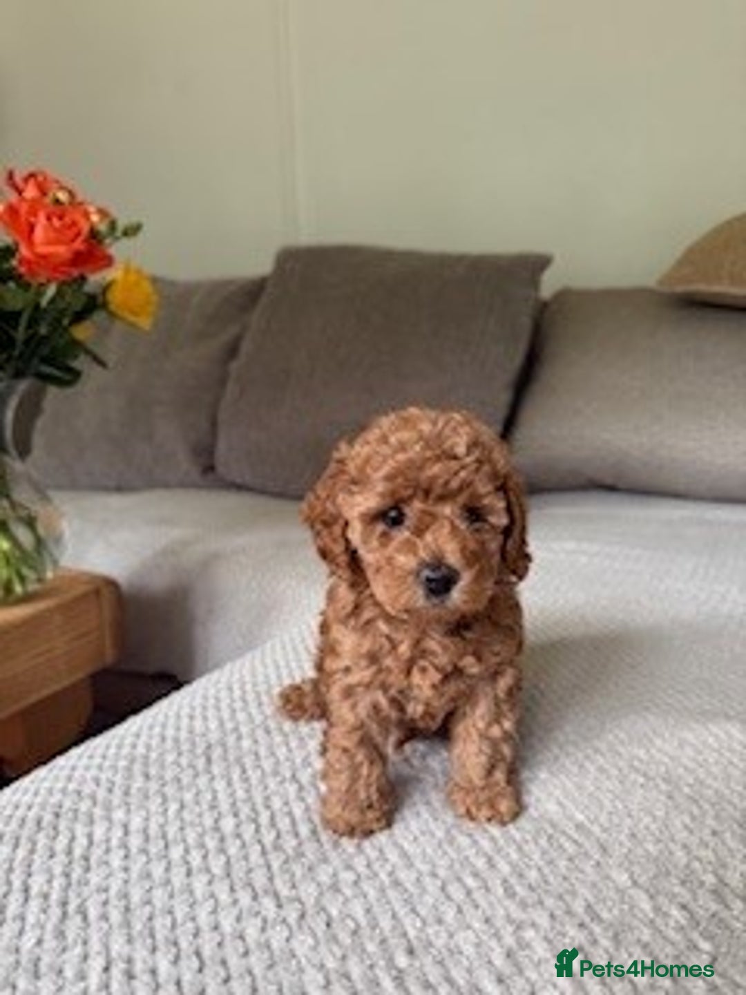 Cavapoo dogs for sale: Beautiful Litter Of F2b Cavapoos - Image 15