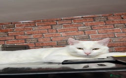 American Shorthair cats for sale: Beautiful 1-Year-Old Full White Male Cat  - Image 6