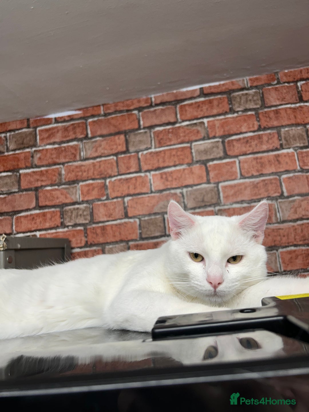 American Shorthair cats for sale: Beautiful 1-Year-Old Full White Male Cat  - Image 6