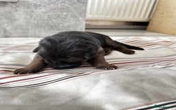 German Shepherd dogs for sale: KC German Shepherd puppies - Image 8